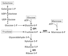 Schematic representation of RPI, MPI, and GPI linked in pentose phosphate pathway and glycolysis metabolism.