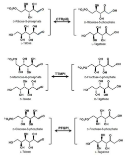 Schematic diagrams of the reactions catalyzed by phosphate sugar isomerases, including CTRPI, TTMPI, and PFGPI.