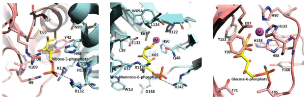Active sites of CTRPI, TTMPI, and PFGPI with ribose 5-phosphate, mannose 6-phosphate, and glucose 6-phosphate, respectively.