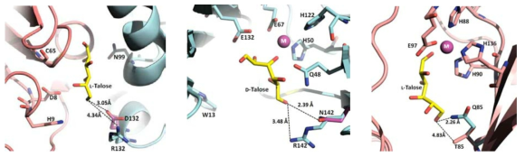 Active site structures of CTRPI, TTMPI, and PFGPI with L-talose, D-talose, and L-talose, respectively.