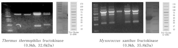 Cloning and expression of fructokinase from Thermus thermophilus and Myxococcus xanthus