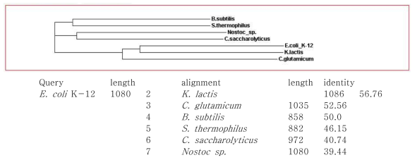 Phylogeny tree of genes coding fructose 1,6-bisphosphate aldolase