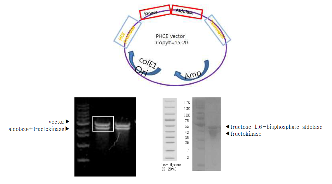 Cloning and co-expression of fuctokinase and fructose 1,6-biosphosphate aldolase