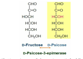 D-fructose에서 D-psicose 로의 전환