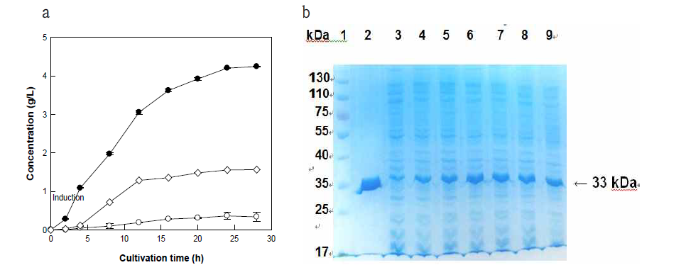 D-fructose에서 D-psicose 로의 전환 시 expression에 따른 protein 양 조사.