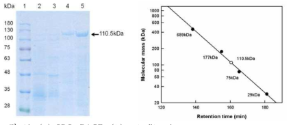 (a) SDS-PAGE, (b) gel-filtration