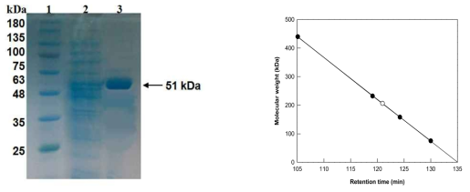 (a) SDS-PAGE 분석 및 (b) S. alaskensis β-glucosidase의 분자량 측정