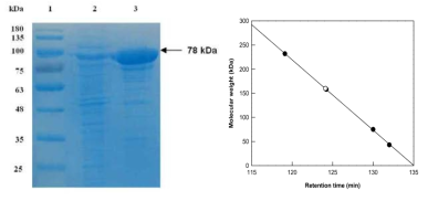 (a) SDS-PAGE 분석 및 (b) G. terrae β-glucosidase의 분자량 측정..