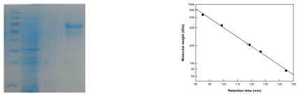 (a) SDS-PAGE 분석 및 (b) C. michiganensis β-glucosidase의 분자량 측정.