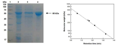 (a) SDS-PAGE 분석 및 (b) T. thermosaccharolyticum β-xylosidase의 분자량 측정.