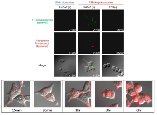 핵산압타머-리포솜 콘주게이트가 LNCaP세포에만 특이적으로 결합하는 사진(위). 세포와의 반응시간에 따른 결합한 양을 공초점현미경으로 관찰한 사진(아래).