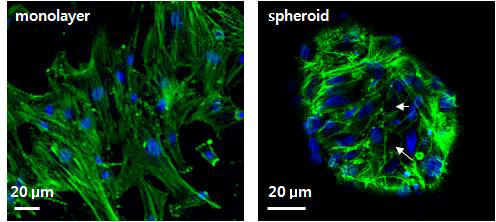 2차원 세포 배양과 3차원 세포배양에서 살아있는 세포 비교