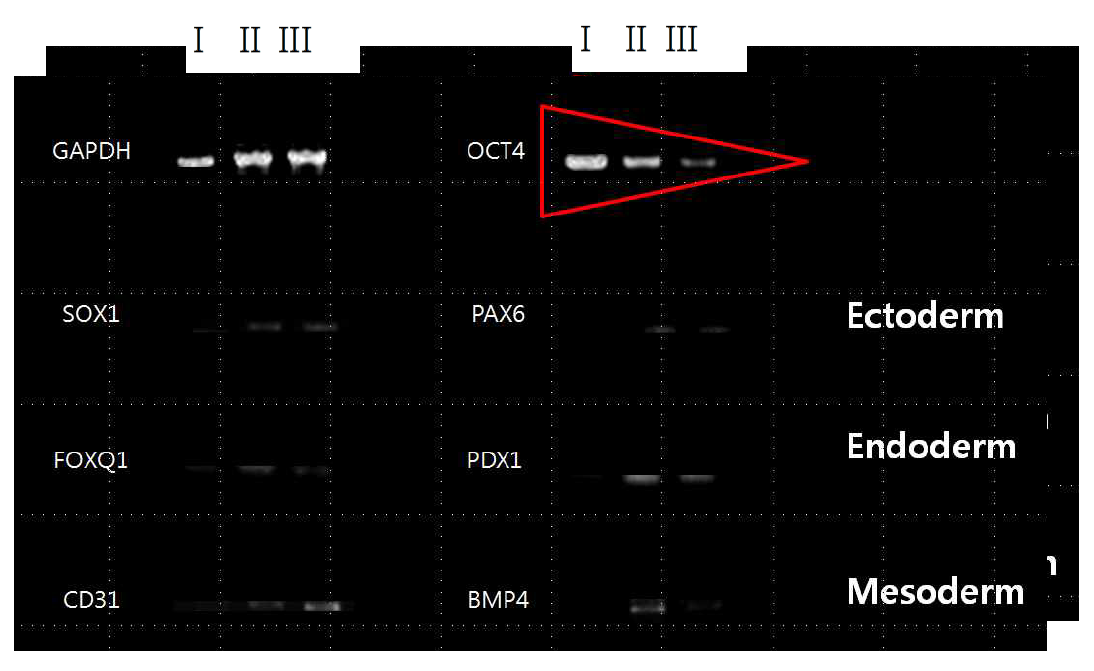 미분화 줄기세포와 3차원 줄기세포 클러스터의 분화 마커 확인