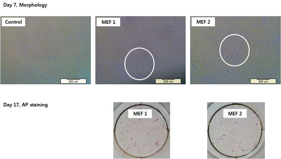 마우스 iPSCs의 7일 경과 후 광학현미경사진과 17일 경과 후 AP staining 사진