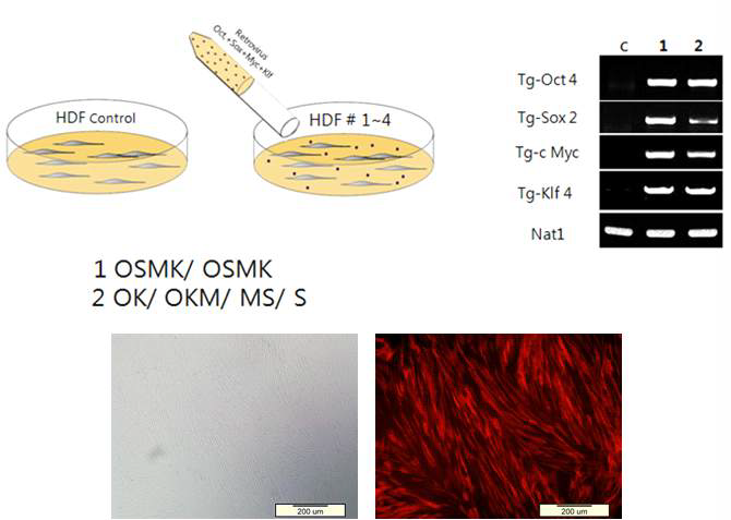 인간 iPSCs 제작을 위해 인간 섬유아세포 (HDF)에 네 가지 유전자를 생산된 바이러스를 통해 전달하는 과정에서 바이러스 제공의 방식을 달리한 모식도와 바이러스가 처리된 실험군 1과 2에서 control과 비교해 나타나는 PCR gel 양상, 그리고 바이러스가 전달된 세포의 형광현미경사진