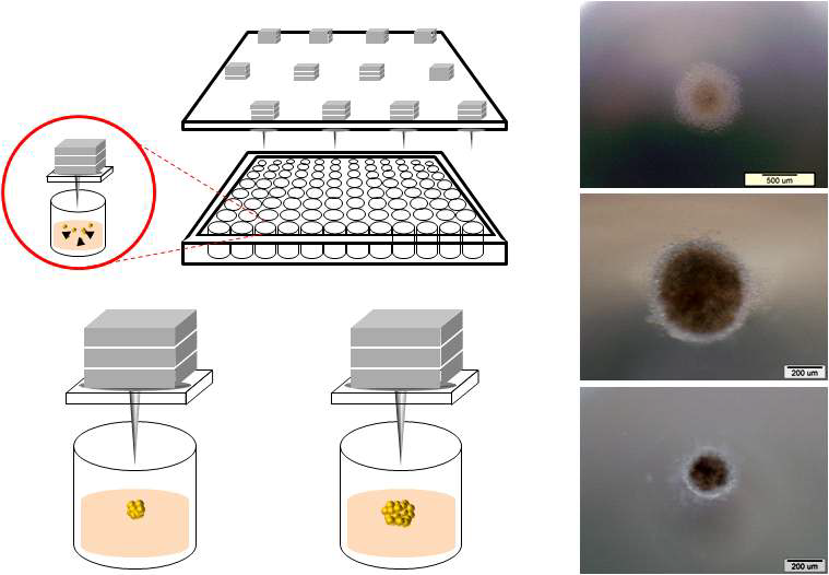 인간 iPSCs 제작을 위해 고안된 자성나노입자 이용 자기력집중시스템의 모식도와 이를 통해 구현 된 3차원 인간배아줄기세포 및 3차원 성체줄기세포의 광학현미경 사진