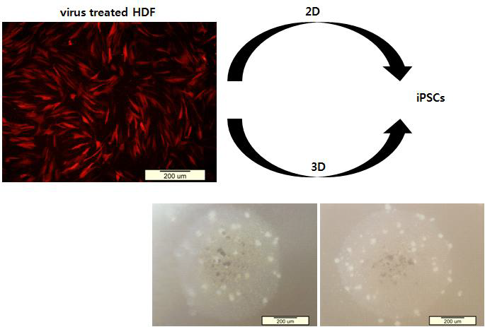 iPSCs 제작과정에 3차원 줄기세포 형성을 삽입하여 역분화 효율을 증대시키는 내용에 대한 모식도와 각각 형광현미경, 광학현미경 사진