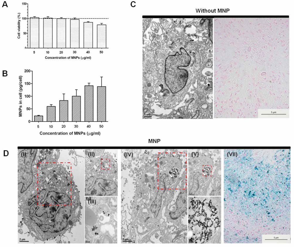 A 중간엽줄기세포의 자성나노입자에 대한 생존력. B 처리한 자성나노입자 농도에 따른 중간엽줄기세포 내부 도입된 실 자성나노입자의 질량. C 자성나노입자가 처리되지 않은 상태의 중간엽줄기세포 전자주사현미경(TEM) 사진 및 철이온염색(Prussian blue)법 사진. D 자성나노입자가 도입된 중간엽줄기세포의 전자주사현미경 사진 및 철이온염색법 사진