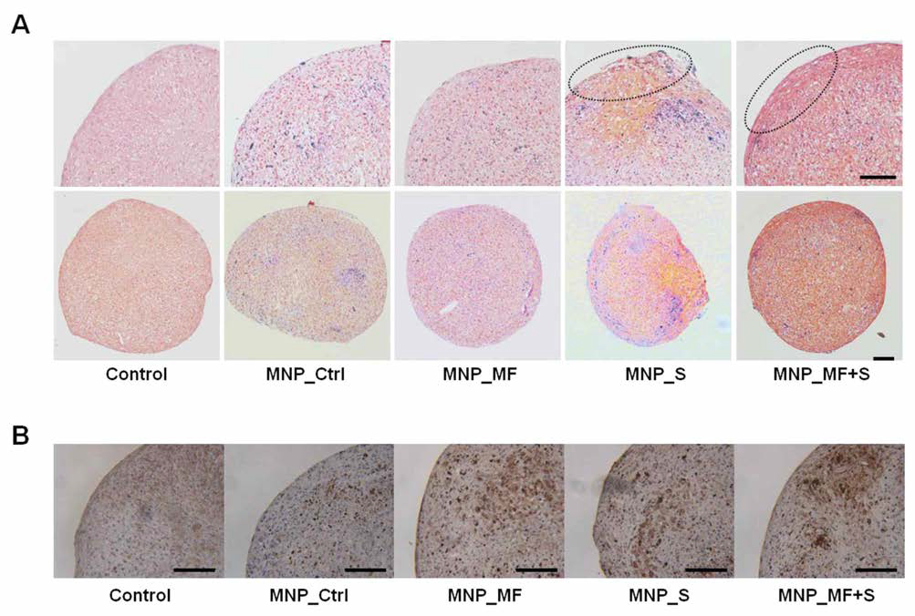 Histological analysis를 통해 연골분화의 주요 마커로 작용하는 A GAG와 B collagen type 2의 발현을 분석함