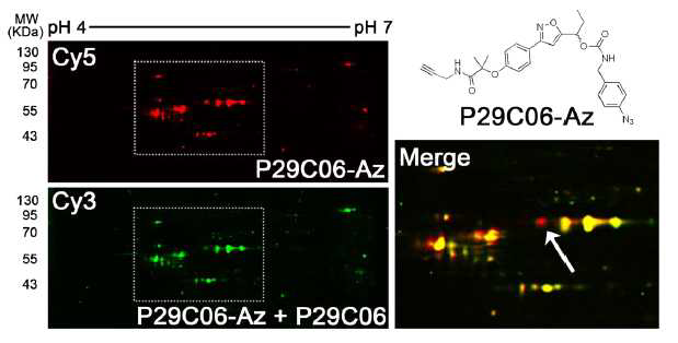 FITGE 실험을 통하여 2D gel에서부터 표적 단백질을 찾아내는 모습 – Cy5 채널의 붉은 형광만이 나오는 spot이 원하는 가장 합리적인 표적 단백질임을 알 수 있음