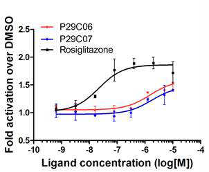 유효 화합물인 P29C06, P29C07이 PPARγ의 활성제로서 작용함을 확인