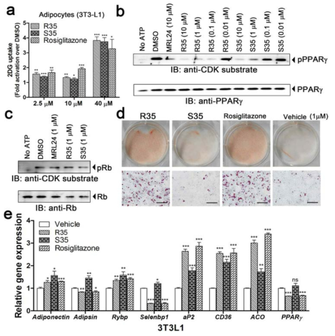 유효 화합물 R35, S35의 세포 내 포도당 흡수 효능 검증, PPARγ 인산화 저해제로서의 효능, 3T3L1 세포에서 지방 축적과 qPCR을 통한 gene expression 패턴 확인