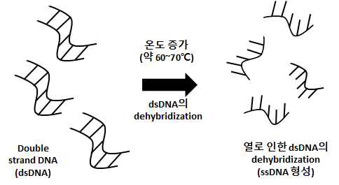 온도증가(약 60~70 ℃)에 의한 DNA 이중나선구조(dsDNA)의 dehybridization