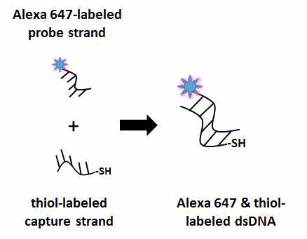 Alexa 647과 thiol기가 labeling된 dsDNA의 모식도.
