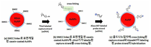 Casein-coated 골드나노입자 (AuNPs)와 Alexa 647과 thiol기가 labeling된 dsDNA의 중합