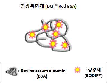형광체(BODIPY)의 고집적화를 통한 형광복합체(Red BSA) 형성