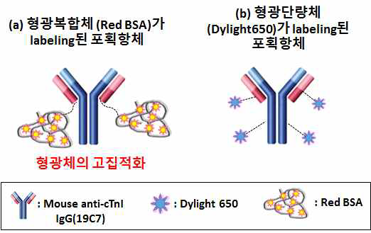 형광복합체(Red BSA)를 이용하면 형광단량체(Dylight 650) 대비, 항체 분자 한 개당 형광체의 중합 비율 증가.