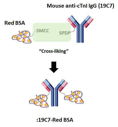 Red BSA-labeled anti-cTnI 항체의 중합 모식 도.