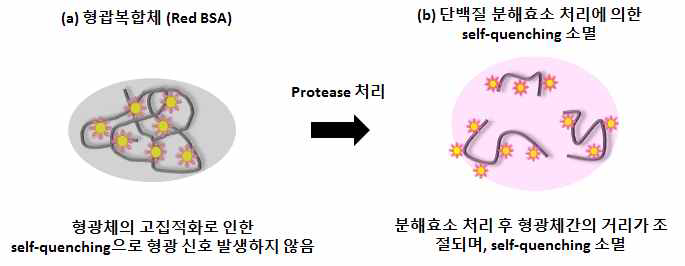 단백질 분해효소(protease) 처리에 의한 self-quenching 소멸.