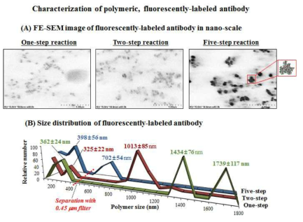 점진적인 형광 다발 중합체 합성단계에 대한 FE-SEM image(A) 및 DLS 크기 분포도(B).