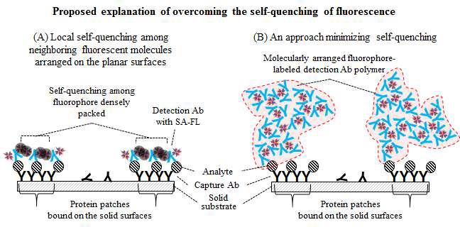 Monomeric 형광 중합체(A)와 polymeric 형광 중합체(B)의 신호증폭효과 비교