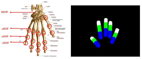 (좌) 인간 손의 형상, 구조 및 관절의 자유도 (우) 기하 Primitive 모델을 통한 손가락 부분의 관절 구조 모델링