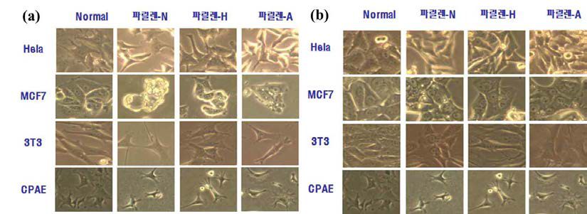 기능성 파릴렌 박막상의 세포배양 시험. (a) 배양 후 48시간 경과 이미지; (b) 배양 후 72시간 경과 이미지