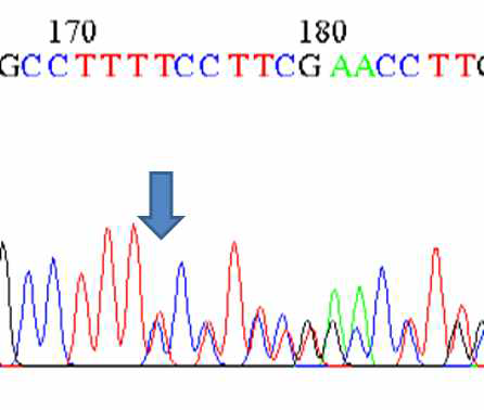 DARC 유전자 intron (IVS1) 235T/T deletion SNP