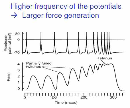 근육 활성화 신호의 빈도와 발생 근력의 관계