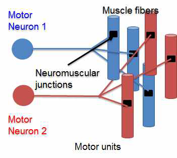 Motor unit 의 기본 구성