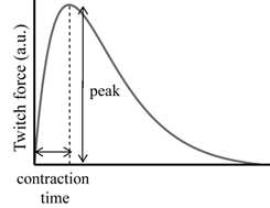MU의 twitch force. contraction time (CT) 와 peak 값은 각 MU의 고유한 특성을 나타냄.