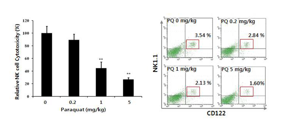 Paraquat 투여에 따른 NK 세포의 살멸 능력 저하 및 NK 세포 분율 저하 비부착 비장세포(Effector)와 YAC-1 (Target) 세포를 E:T=10:1 비율로 4 시간 동안 함께 배양하여 배양액 중으로 분비된 LDH 양 측정을 통해 NK 세포의 암세포 살멸 활성을 분석함(**p<0.01). 분리된 비장 세포에 대하여 CD3 음성 부분을 gating 한 뒤에 CD122와 NK1.1 모두 양성인 부분의 수를 flow cytometry를 이용하여 측정, 전체에 대한 비율로 나타냄
