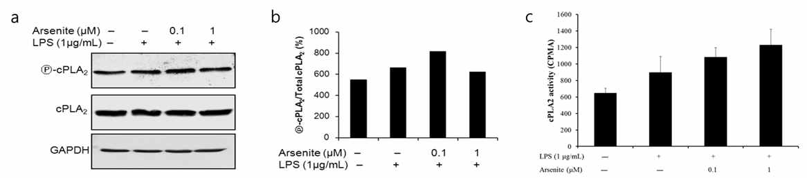 cPLA2의 인산화와 활성화에 미치는 sodium arsenite의 영향 RAW 264.7 세포에 sodium arsenite를 0.1, 1 μM 로 처치 후 30 분 배양한 후, LPS 처치함. 6시간 후에, RAW264.7 세포를 lysis buffer를 이용하여 세포를 용해, 원심분리 후 얻은 cell lysate에서 immunoblotting으로 cPLA2 인산화와 발현을 확인 하거나, 동위원소 표지 기질을 통해 효소 활성을 측정하였음