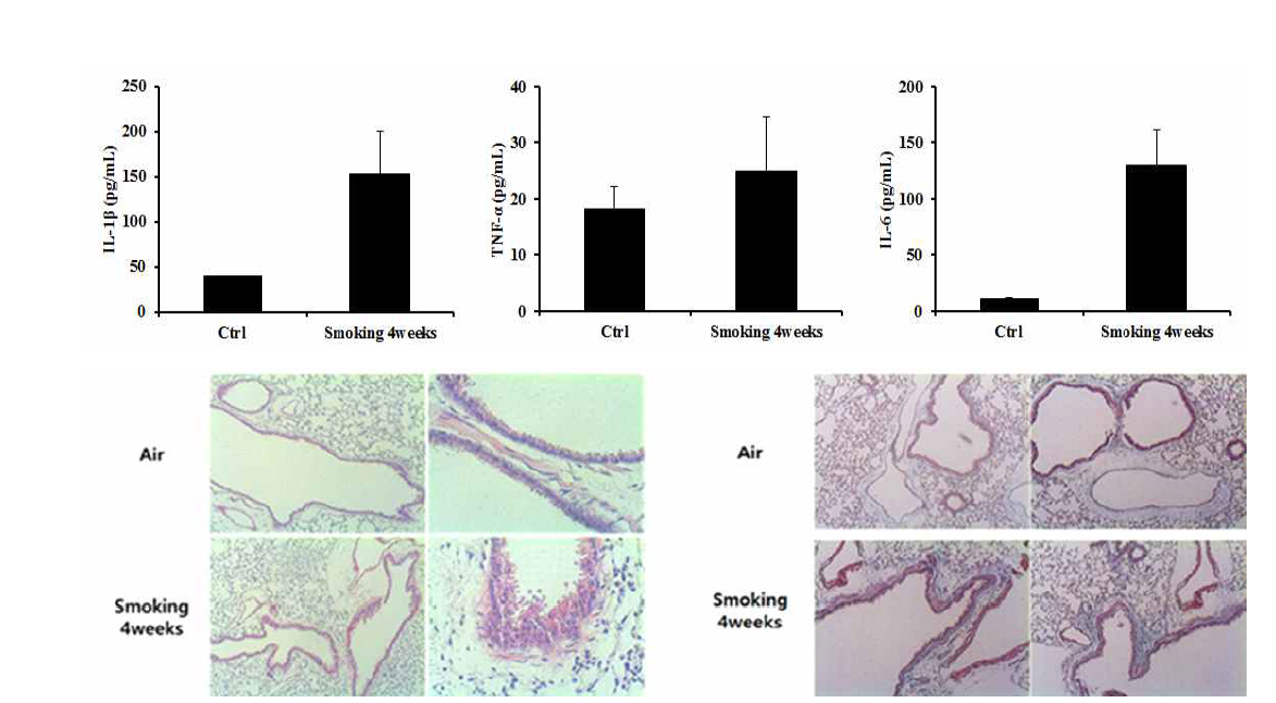 흡연 노출에 따른 폐 조직 내 명증성 사이토카인 발현 증가 및 폐 조직학적 변화 마우스의 폐 조직을 80 ~ 120 mg 정도로 취해 잘게 자른 뒤, 용해하여 원심분리 후 상층액에 대하여 ELISA법으로 각각의 사이토카인 양을 측정하였음