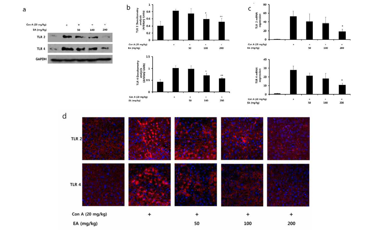 급성 간염 질환 모델에서 ellagic acid 투여에 따른 TLR 2, 4 발현 억제 효과 마우스의 간 조직에서 TLR2와 TLR4의 단백질 발현량을 Immunoblotting을 통해 확인하였으며(a,b), mRNA의 발현량을 quantitative real-time PCR법을 통하여 정량하였음