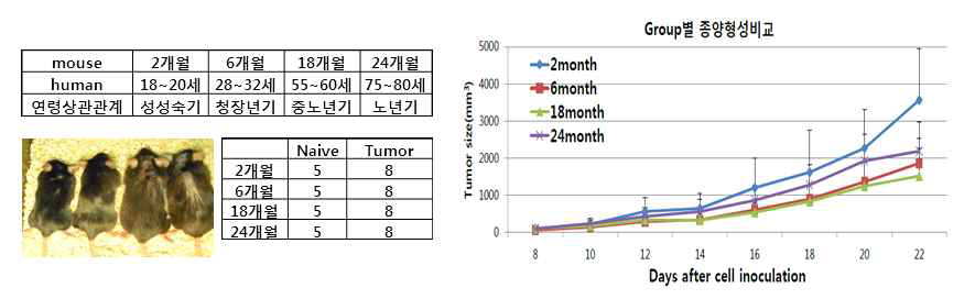 노령 암 동물 모델의 발암 효율 및 종양형성비교