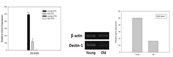 노화에 따른 DC-SIGN과 Dectin-1 발현 변화