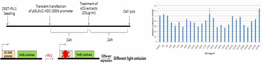 Luciferase Reporter assay system을 이용한 DC-SIGN 스크리닝 시스템
