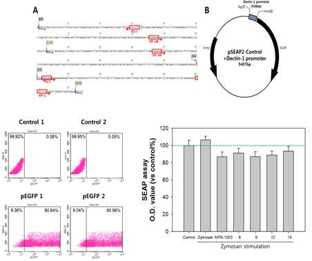 Dectin-1 SEAP reporter assay