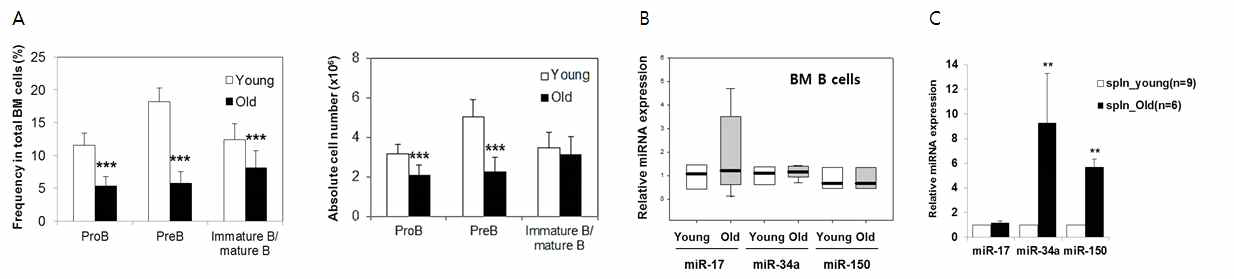 노화에 따른 B 세포 아형의 변화와 B 세포 발달에 관여하는 miRNA의 노화에 따른 발현 변화